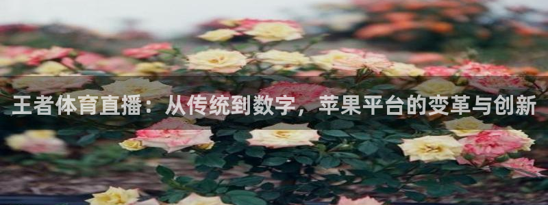 鲸鱼体育直播app下载：王者体育直播：从传统到数字，苹果平台的变革与创新